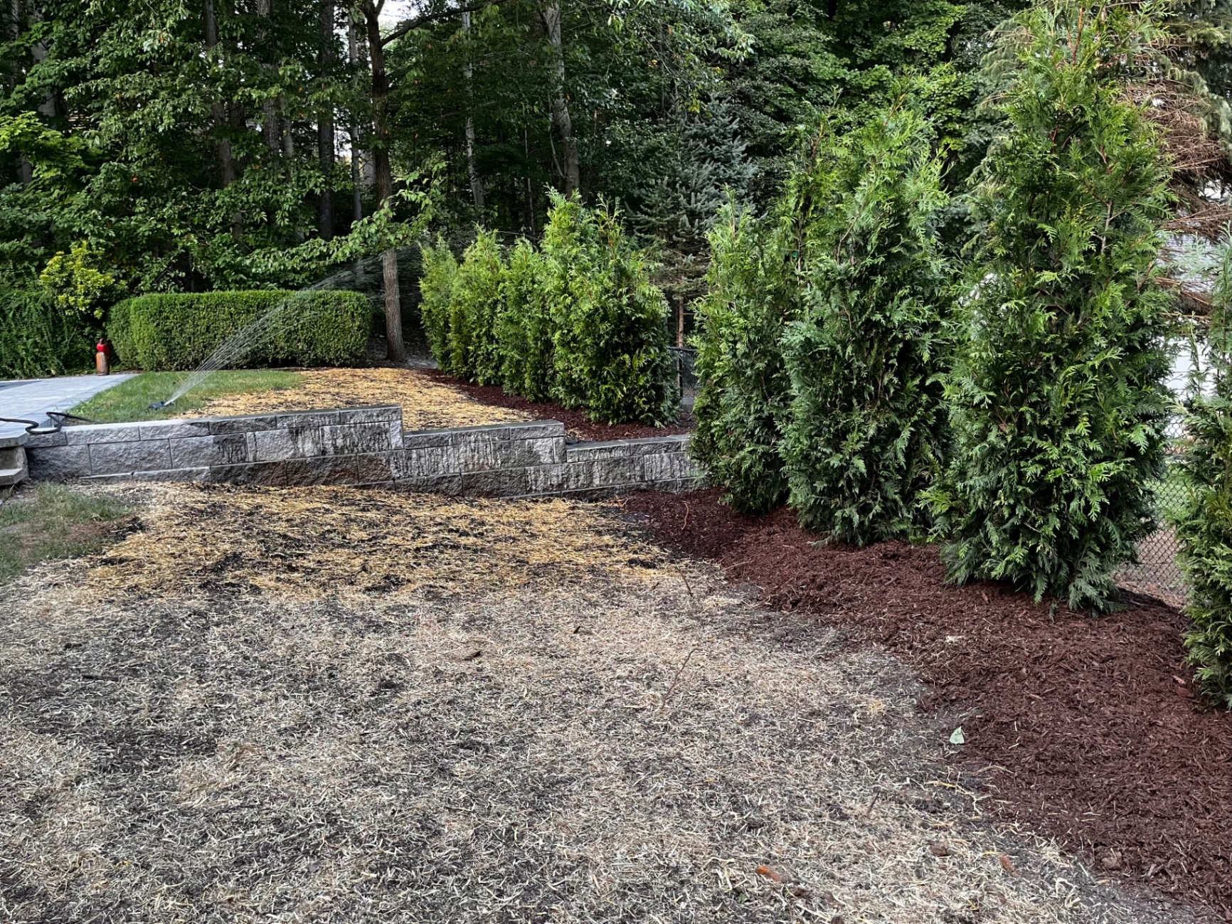 After photo showing a landscaped side yard with arborvitae privacy plantings and mulch.