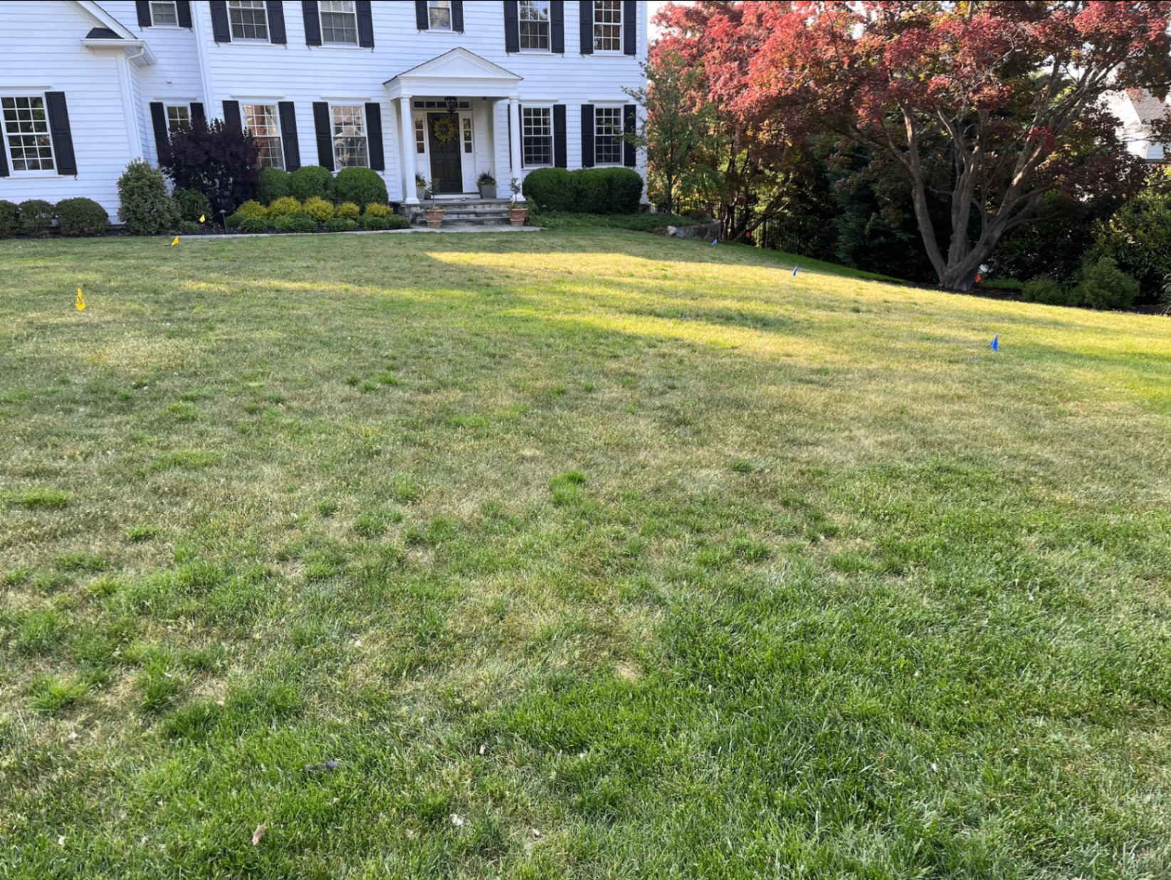 Before photo of a patchy front lawn with bare spots in front of a white colonial home.